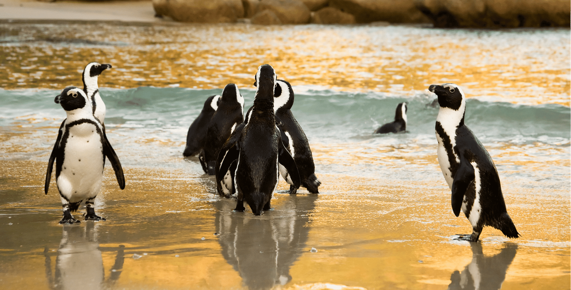 Capricorn Tours Peninsula Tour (2)