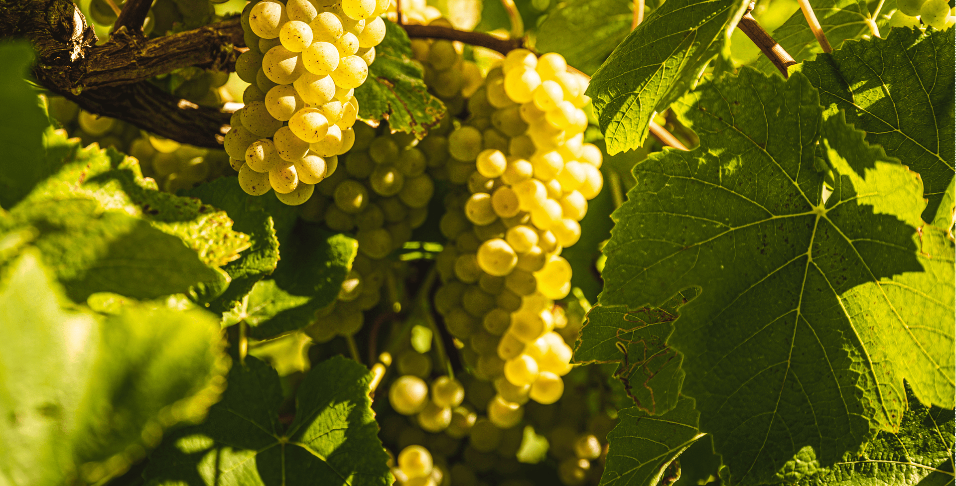 Capricorn Tours Winelands Tour (2)